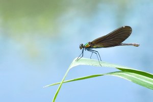 Calopterix virgo