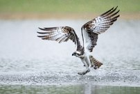 Fischadler NRW