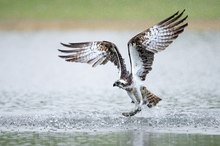 Fischadler NRW