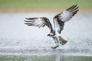 Fischadler NRW