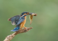 Eisvogel mit Kaulquappe