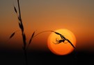 Spinne bei Sonnenaufgang