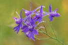 Feldrittersporn