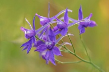 Feldrittersporn