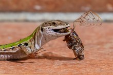 iberische Ruinen-Mauereidechse mit Zikade
