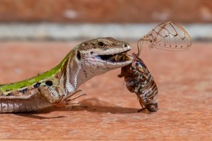 iberische Ruinen-Mauereidechse mit Zikade