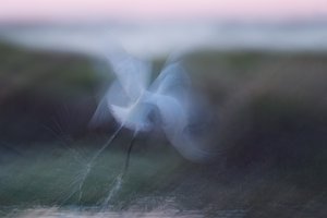experimentell