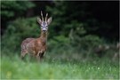 Bock im Eifelwald