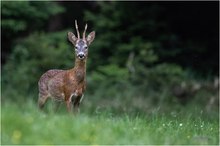 Bock im Eifelwald
