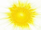 Supernova