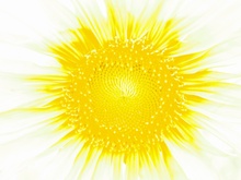 Supernova
