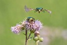 Ein Männchen fliegt ein