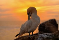 Helgoland