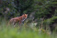 Der Bergfuchs