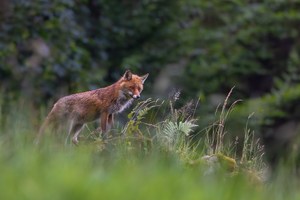 Der Bergfuchs