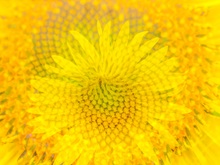 Sonnenblume