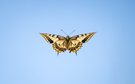 Papilio im Flug