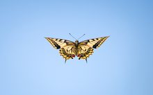 Papilio im Flug