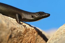Western Rock Skink (trachylepis sulcata)