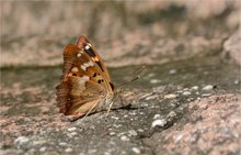 Kleiner Schillerfalter