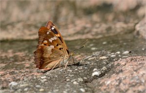 Kleiner Schillerfalter