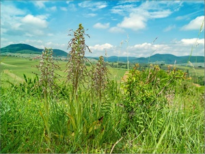 "Impressionen aus der Pfalz"