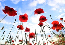 Mohn
