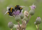 Hummel Freude