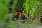 junge Blässhühner im Versteck