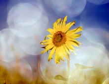 Sonnenblume II
