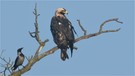 Östlicher Kaiseradler in Brandenburg