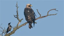 Östlicher Kaiseradler in Brandenburg