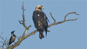 Östlicher Kaiseradler in Brandenburg