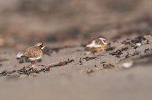 Sandregenpfeifer