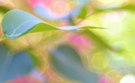 Gartenimpression - Farbenspiel