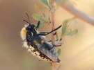 Julodis