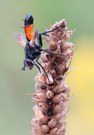 Die Raupenfliege....