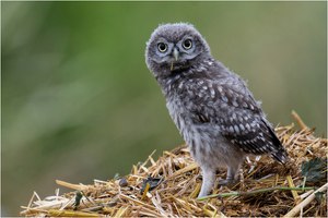 Auf dem Mist