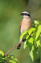 Auf dem Kirschbaum