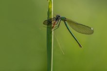 Prachtlibelle mit Beute