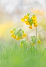 Laternchen