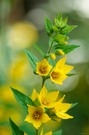 Gelbe Blüten garniert mit Bookeh