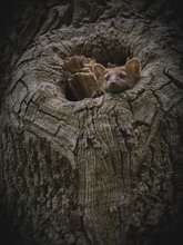 Baummarder