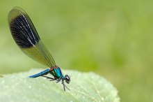 Prachtlibelle