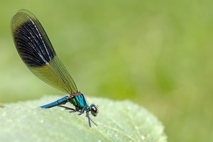 Prachtlibelle