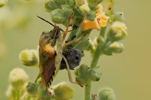 Die Fruchtwanze,