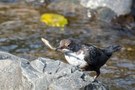 Fischende Wasseramsel