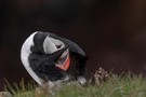 Atlantic Puffin