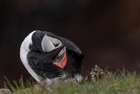 Atlantic Puffin
