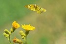 Goldene Acht